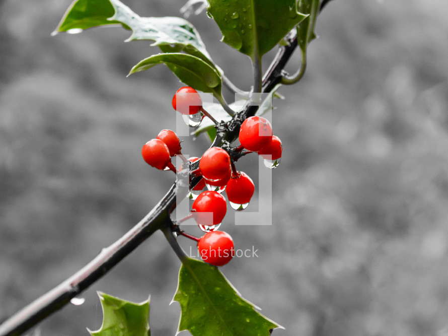 Red Holly Berries and Green Leaves on Black and White