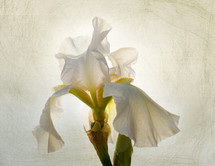 white iris on scratched vignette background with back-lighting