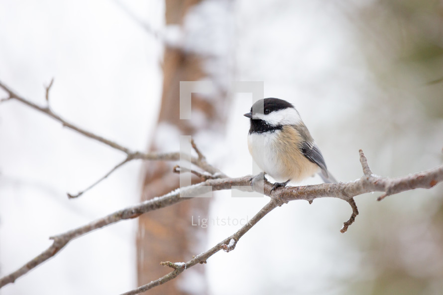 Black Capped Chickadee bird perched on branch with snow horizontal