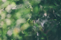 A husky looks on through green foliage. 