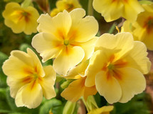 Three Yellow Primrose Flowers in the Garden