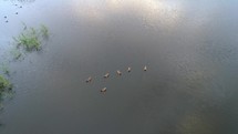 Ducks On Lake