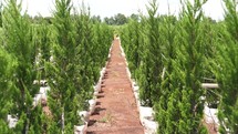 Row of cultivated small pine trees
