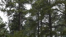 Heavy rain in a pine forest