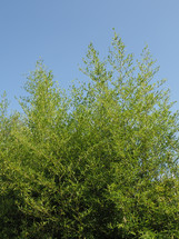 bamboo (scientific classification Angiosperms BOP Bambusoideae) tree
