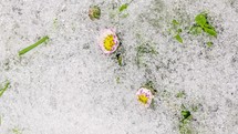 Vertical video of snow melts fast and white daisy flowers bloom in green meadow Spring Nature Time lapse Top view
