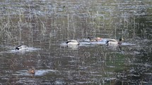Male and Female Mallard Ducks Washing and Ducking in Vartry Reservoir, County Wicklow, Ireland