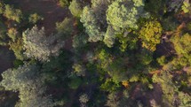 Forest aerial