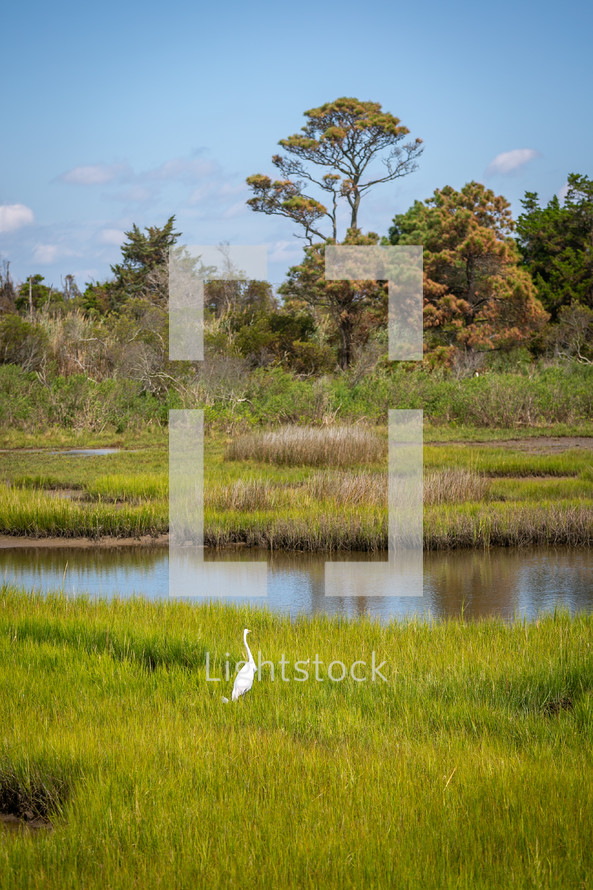 White bird in marsh wetland near water and trees