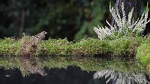 Chaffinches Reflected Flying and Eating Around a Pond, Ireland