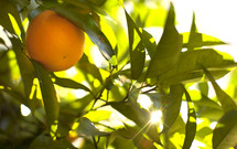 An orange in an orange tree
