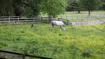 Brown Foal Standing Up and Walking Over to Grey Mare in a Field, Ireland