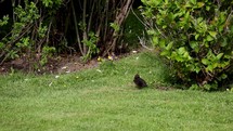 Female Blackbird Preening Herself on the Lawn, County Wicklow, Ireland

