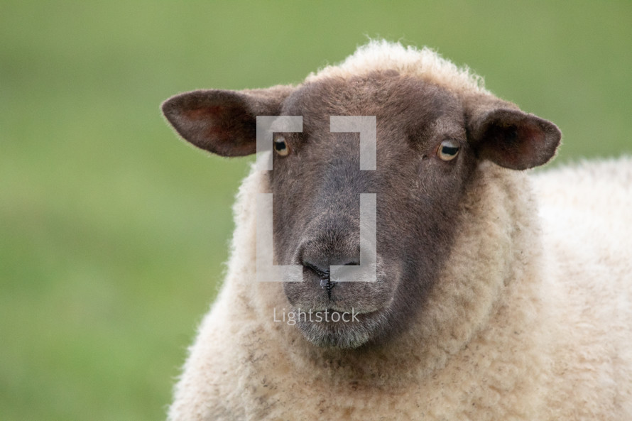 Head and Shoulders of a Sheep on Green