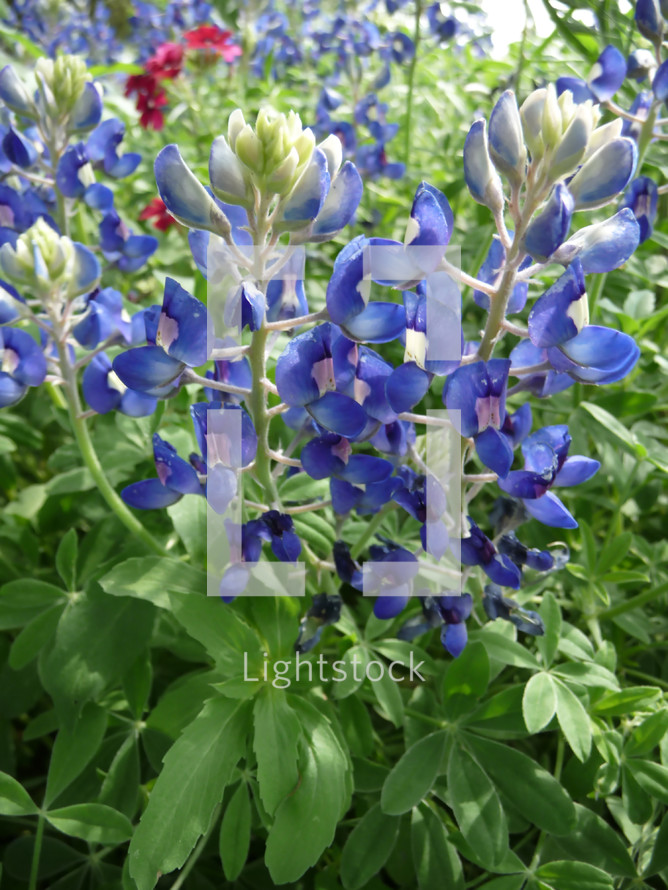 Closeup of flowering bluebonnet plants from low angle