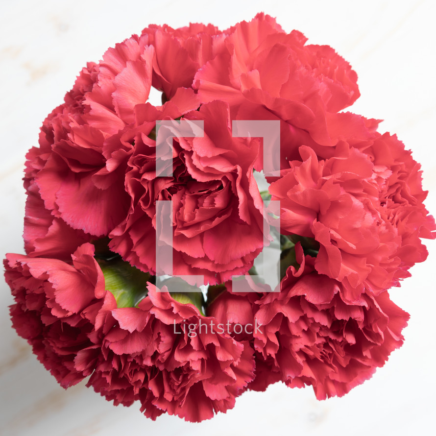 carnations from above 