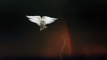 Pigeon with rainbow and lightning
