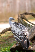 A buzzard perched on a log