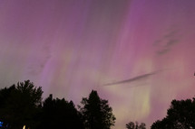 yellow, green and pink Aurora pillars and tree silhouettes