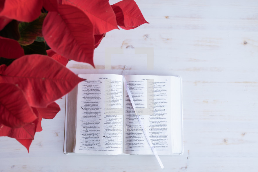 poinsettia and open Bible on a white wood background 