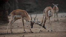 Two Blackbuck Male Antelopes Fighting With Their Long And Ringed Horns. - close up