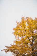 yellow leaves on a fall tree 