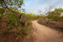 Sandy path winding through nature park in early morning