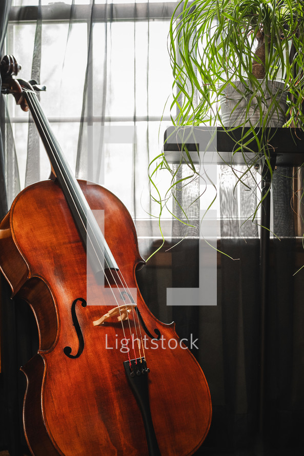 Cello in front of a window with potted plant