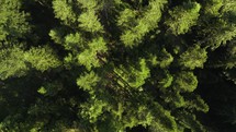 Aerial of a forest in Switzerland