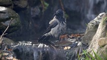 Hooded Crow Having a Bird Bath in a Stream, Ireland
