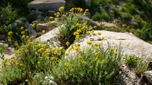 granite rocks and yellow flowers blowing in the breeze 