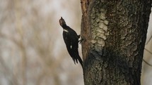 Pileated Woodpecker On Tree Winter