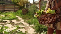 woman holding a basket of harvested lettuce 