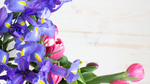 irises and tulips on a white background 