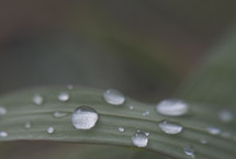 water droplets on a blade of grass 