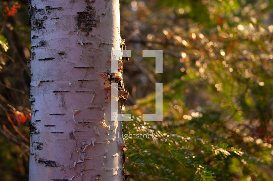 Peeling Birch bark tree trunk in forest near evergreen trees at golden hour 