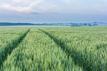 green wheat field 