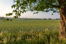 green field 