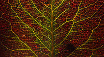 autumn leaf with veins 