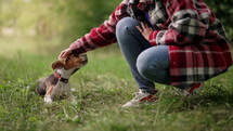 Training of little beagle puppy. Woman with dog on nature backdrop. Happy lovely pet playing, new member of family. Doggy training.