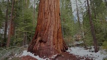 Giant Sequoia trees in National Park