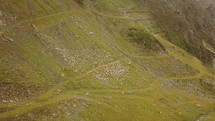 aerial view over sheep on a mountainside 