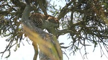 leopard resting in a tree