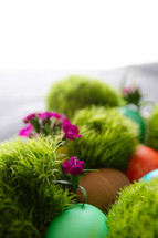 Easter eggs in moss and spring flowers 