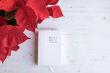 poinsettia and Bible on a white wood background 