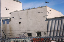 an abandoned building with birds