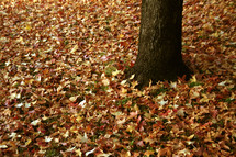 fall leaves on the ground under a tree