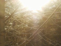 Sunlight and Frost on a Tree