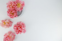 pink spring flowers on a white background 