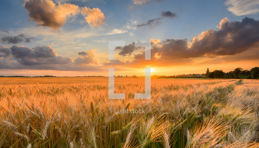 wheat Field